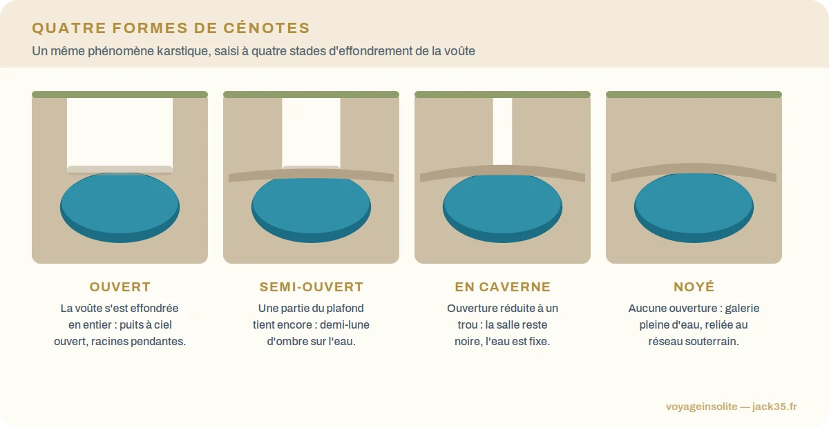 Coupe des quatre types de cénotes : ouvert, semi-ouvert, en caverne, noyé