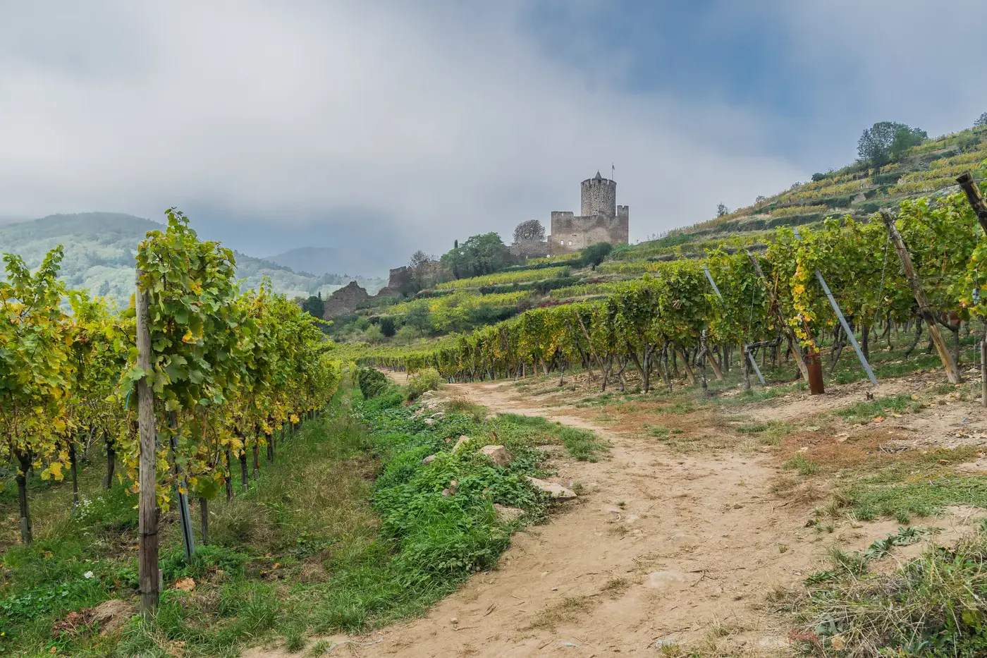Le donjon de Kaysersberg dominant les toits du village et le vignoble
