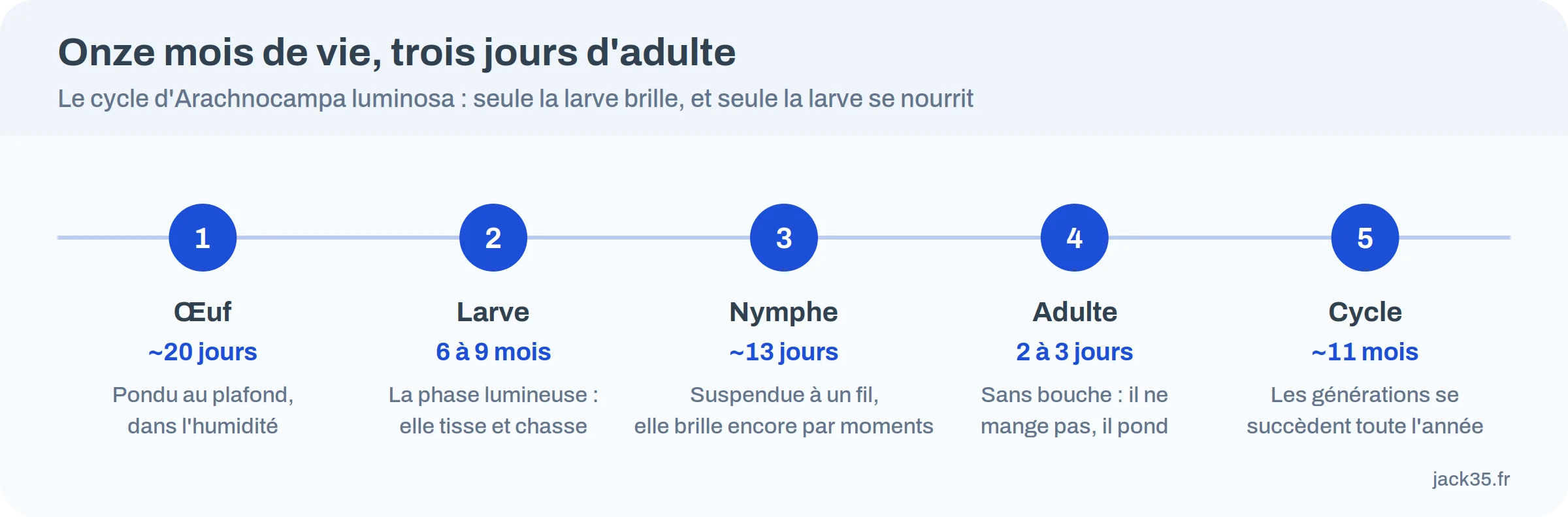 Cycle de vie d'Arachnocampa luminosa : œuf 20 jours, larve 6 à 9 mois, nymphe 13 jours, adulte 2 à 3 jours
