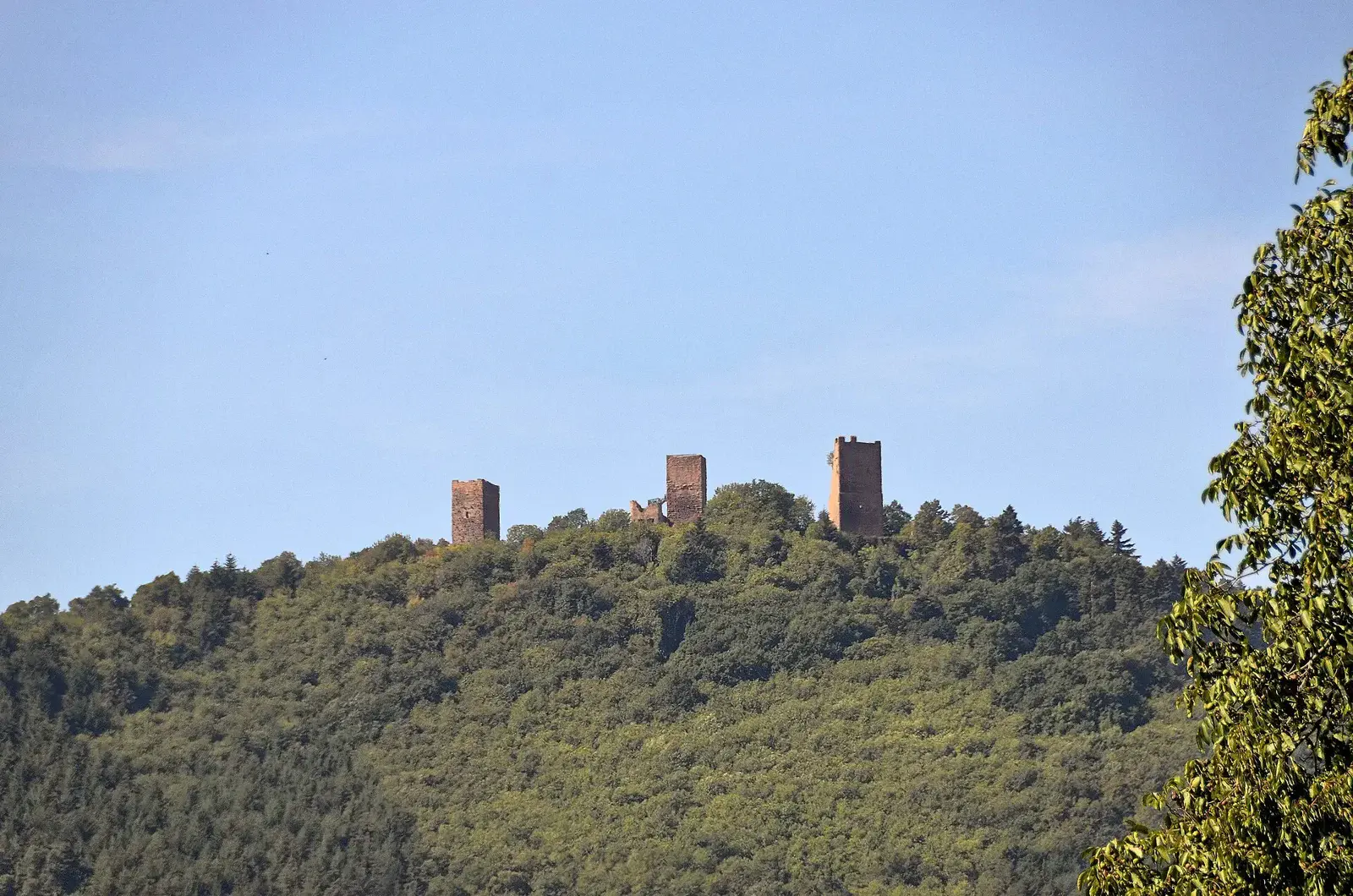 Les trois donjons d'Eguisheim alignes sur la crete du Schlossberg au-dessus de la plaine d'Alsace