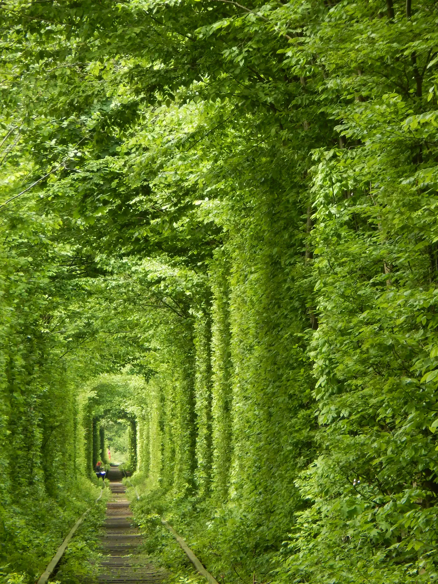 L'arche verte du tunnel de l'Amour au printemps, feuillage dense au-dessus des rails