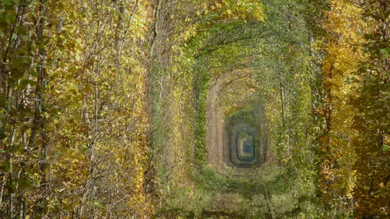Le tunnel de l'Amour près de Klevan en Ukraine, arche d'arbres dorés au-dessus de la voie ferrée